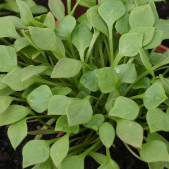 Winterportulak, Tellerkraut, Postelein (Claytonia perfoliata) Samen